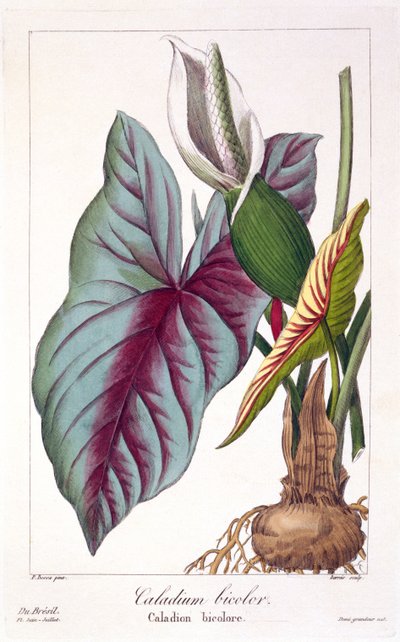 Caladium bicolor, 1836 by Pancrace Bessa